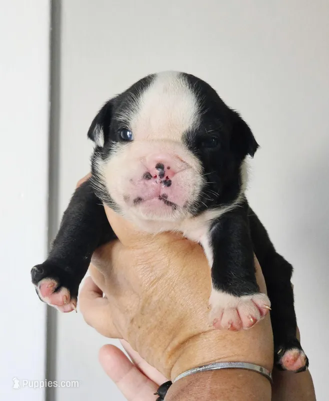 Male 2 Black seal – English Bulldog puppy for sale in Lakeland, FL