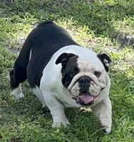 Male 2 Black seal Hold, a male English Bulldog for sale in Lakeland, FL – Photo 6 of 6