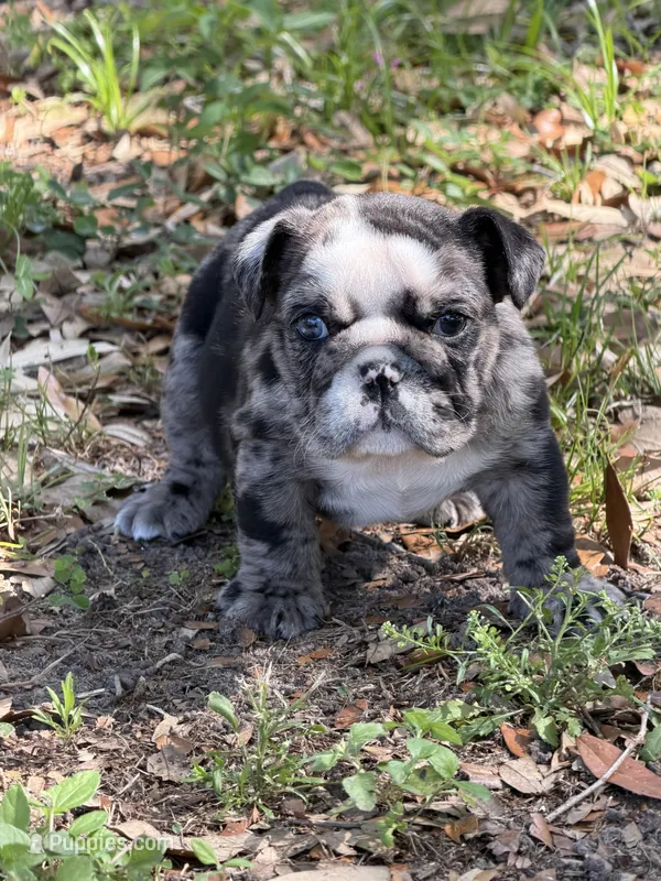 Black Merle female L – English Bulldog puppy for sale in Lakeland, FL