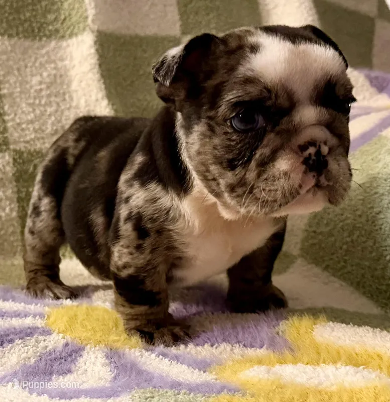 Lil Girl – English Bulldog puppy for sale in Lakeland, FL