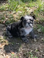 Black Merle female L, a female English Bulldog for sale in Lakeland, FL – Photo 3 of 7