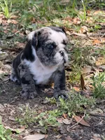 Black Merle female L, a female English Bulldog for sale in Lakeland, FL – Photo 4 of 7