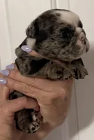 Lil Girl, a female English Bulldog for sale in Lakeland, FL – Photo 3 of 5