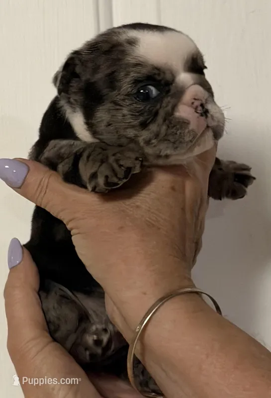 Lil Girl – English Bulldog puppy for sale in Lakeland, FL