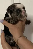 Lil Girl, a female English Bulldog for sale in Lakeland, FL – Photo 1 of 5