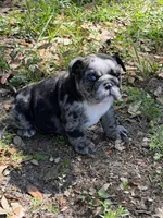 Black Merle female L, a female English Bulldog for sale in Lakeland, FL – Photo 2 of 7