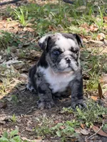 Black Merle female L, a female English Bulldog for sale in Lakeland, FL – Photo 5 of 7