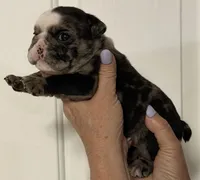Lil Girl, a female English Bulldog for sale in Lakeland, FL – Photo 2 of 5