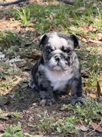 Black Merle female L, a female English Bulldog for sale in Lakeland, FL – Photo 6 of 7