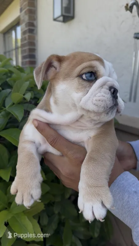 Merle – English Bulldog puppy for sale in Lakeland, FL