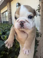 Merle, a male English Bulldog for sale in Lakeland, FL – Photo 1 of 3