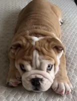 Red Merle BLUE EYES, a male English Bulldog for sale in Lakeland, FL – Photo 2 of 3