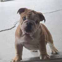 Red Merle BLUE EYES, a male English Bulldog for sale in Lakeland, FL – Photo 3 of 3