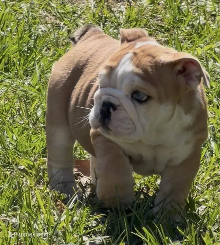 Red Merle BLUE EYES – English Bulldog puppy for sale in Lakeland, FL