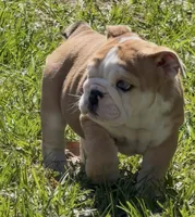Red Merle BLUE EYES, a male English Bulldog for sale in Lakeland, FL – Photo 1 of 3