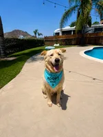 Tommy, a male Golden Retriever for sale in San Diego, CA – 2 of 5