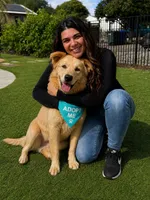 Tommy, a male Golden Retriever for sale in San Diego, CA – 1 of 5