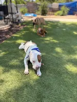 Petey, a male American Pit Bull Terrier for sale in San Diego, CA – 5 of 5