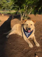 Tommy, a male Golden Retriever for sale in San Diego, CA – 4 of 5