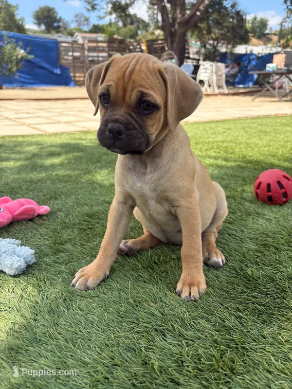 Latte – Boxer, Pug puppy for sale in San Diego, CA
