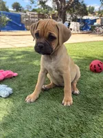 Latte, a female Boxer and Pug for sale in San Diego, CA – 1 of 2