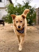 Tommy, a male Golden Retriever for sale in San Diego, CA – 3 of 5