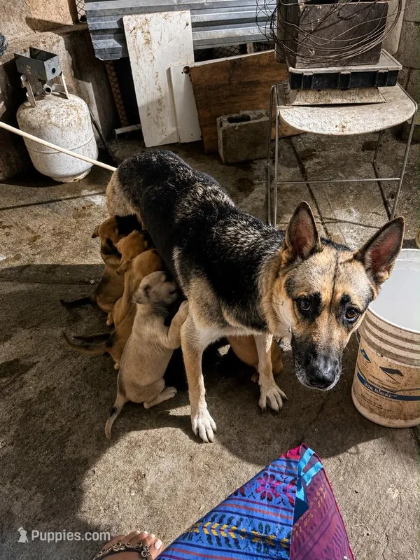 Cici – German Shepherd Dog puppy for sale in San Diego, CA