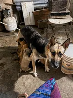 Cici, a female German Shepherd Dog for sale in San Diego, CA – 1 of 2