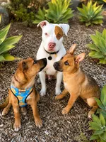 Petey, a male American Pit Bull Terrier for sale in San Diego, CA – 3 of 5