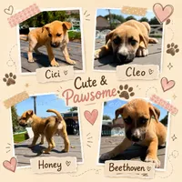 Cici, a female German Shepherd Dog for sale in San Diego, CA – 2 of 2