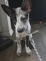 Bluey, a female Australian Cattle Dog and German Shepherd Dog for sale in La Jolla, CA – 2 of 3