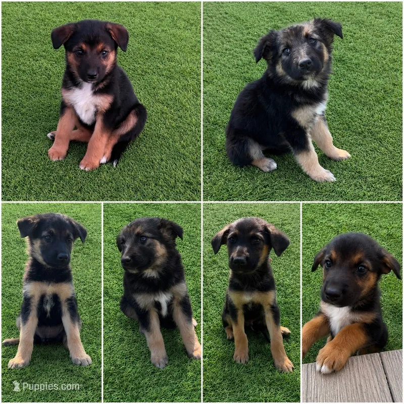 Reeses – German Shepherd Dog puppy for sale in Los Angeles, CA