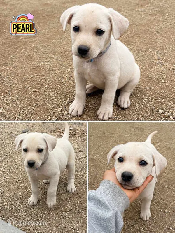 Pearl – Jack Russell Terrier, Labrador Retriever puppy for sale in San Diego, CA
