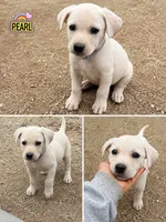 Pearl, a female Jack Russell Terrier and Labrador Retriever for sale in San Diego, CA – 1 of 1