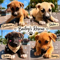 Honey, a male German Shepherd Dog for sale in San Diego, CA – 1 of 2