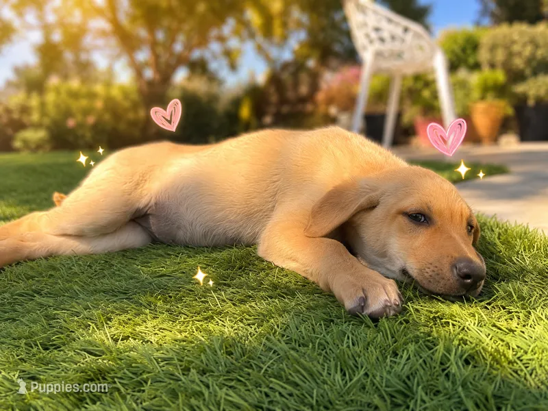 Honey – German Shepherd Dog puppy for sale in San Diego, CA
