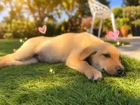 Honey, a female German Shepherd Dog for sale in San Diego, CA – 1 of 3