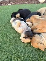 Mochi , a female Boxer and Pug for sale in Los Angeles, CA – 2 of 6