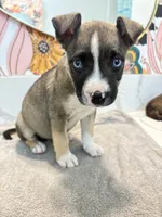 Stormy, a female Siberian Husky and American Pit Bull Terrier for sale in San Diego, CA – 1 of 2
