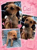 Cici , a female German Shepherd Dog for sale in Los Angeles, CA – 1 of 2