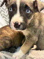 Stormy, a female Siberian Husky and American Pit Bull Terrier for sale in San Diego, CA – 2 of 2