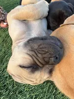 Mochi , a female Boxer and Pug for sale in Los Angeles, CA – 6 of 6