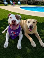 Petey, a male American Pit Bull Terrier for sale in San Diego, CA – 4 of 5