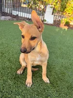 Cici, a female German Shepherd Dog for sale in San Diego, CA – 2 of 2