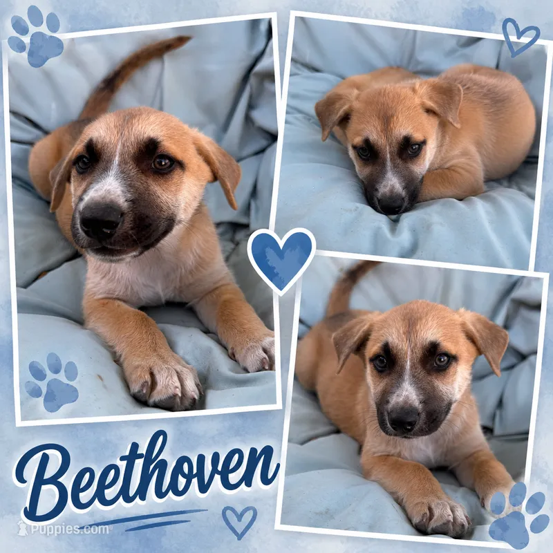 Beethoven  – German Shepherd Dog puppy for sale in San Diego, CA