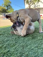 Mochi , a female Boxer and Pug for sale in Los Angeles, CA – 4 of 6