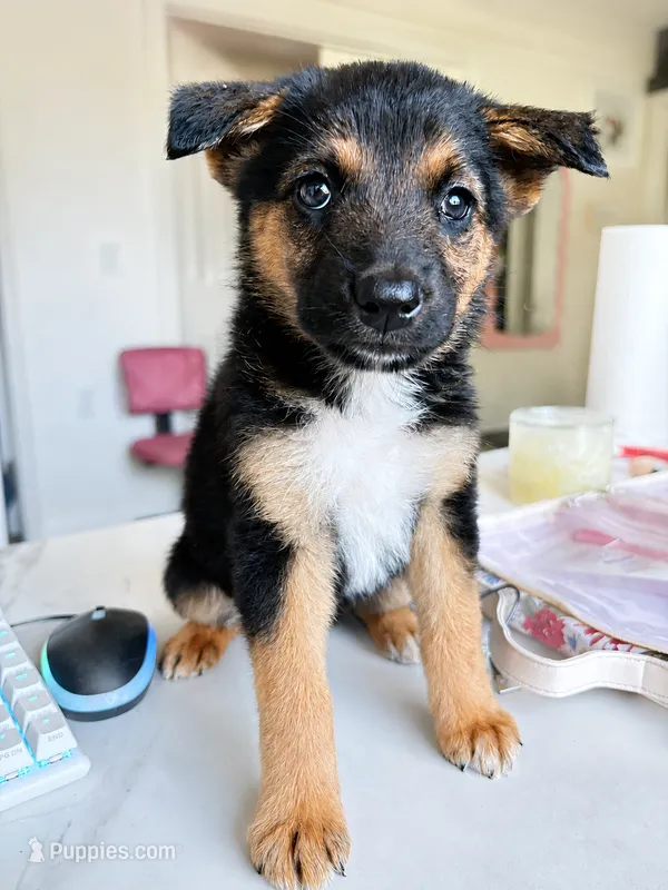 Reeses – German Shepherd Dog puppy for sale in Los Angeles, CA