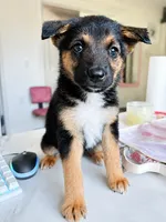 Reeses, a female German Shepherd Dog for sale in Los Angeles, CA – 1 of 1
