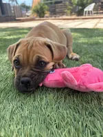 Latte, a female Boxer and Pug for sale in San Diego, CA – 2 of 2
