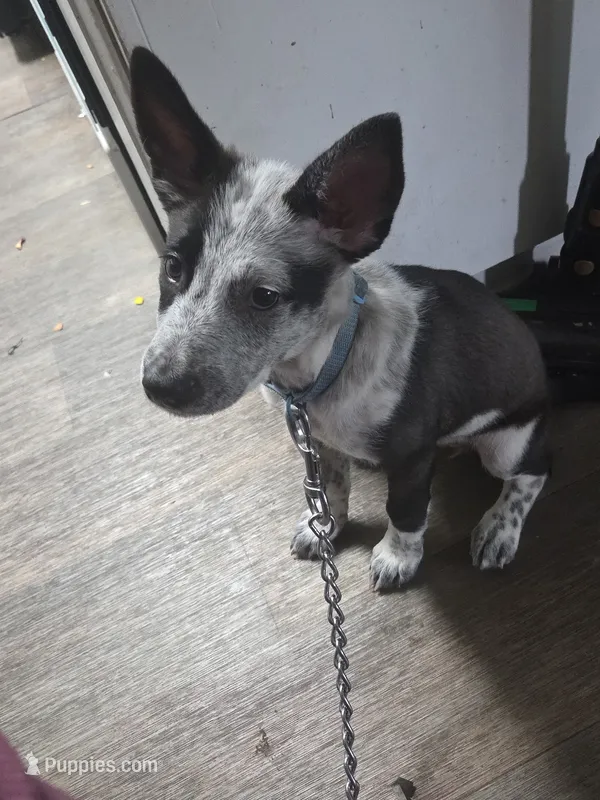 Bluey, a female Australian Cattle Dog and German Shepherd Dog for sale in La Jolla, CA – 1 of 3